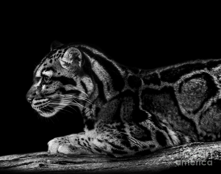 Clouded Leopard two #1 Photograph by Ken Frischkorn