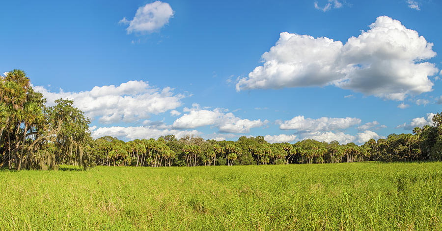 Clouds Over Trees In A Forest, Myakka #1 Photograph by Panoramic Images