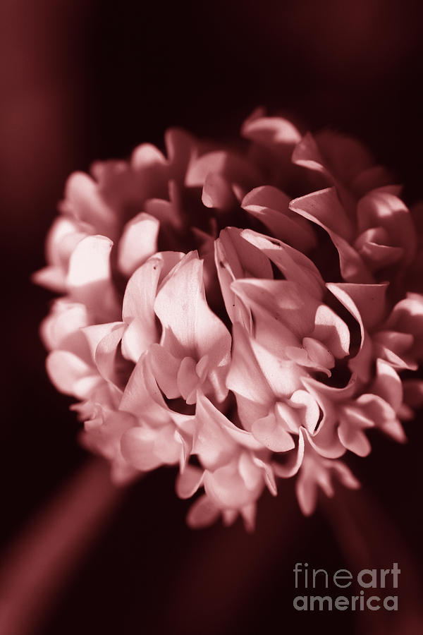 Clover Flower #1 Photograph by Jorgo Photography