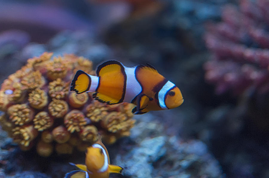 Clownfish #1 Photograph by Paulo Goncalves