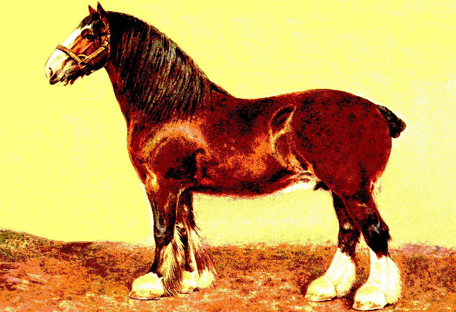 Clydesdale Stallion #1 Mixed Media by Charlie Ross