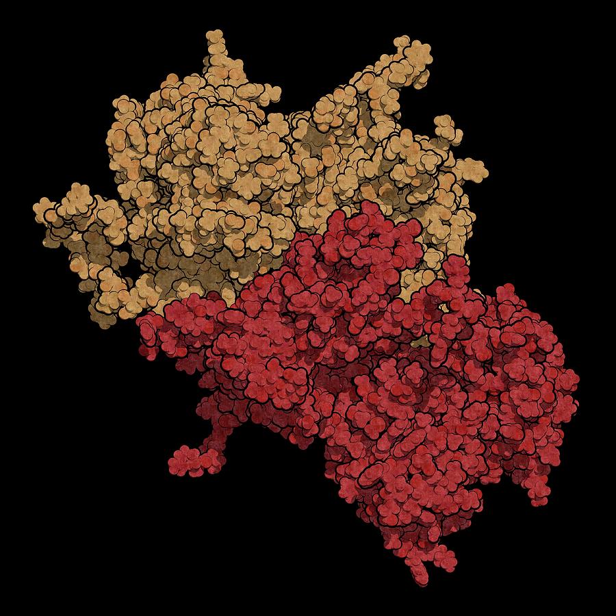 Coagulation Factor Viii Molecule #1 by Molekuul/science Photo Library