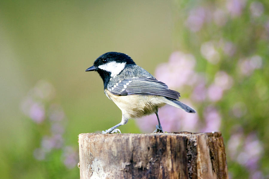 Wildlife Photograph - Coal Tit (parus Ater) #1 by John Devries/science Photo Library