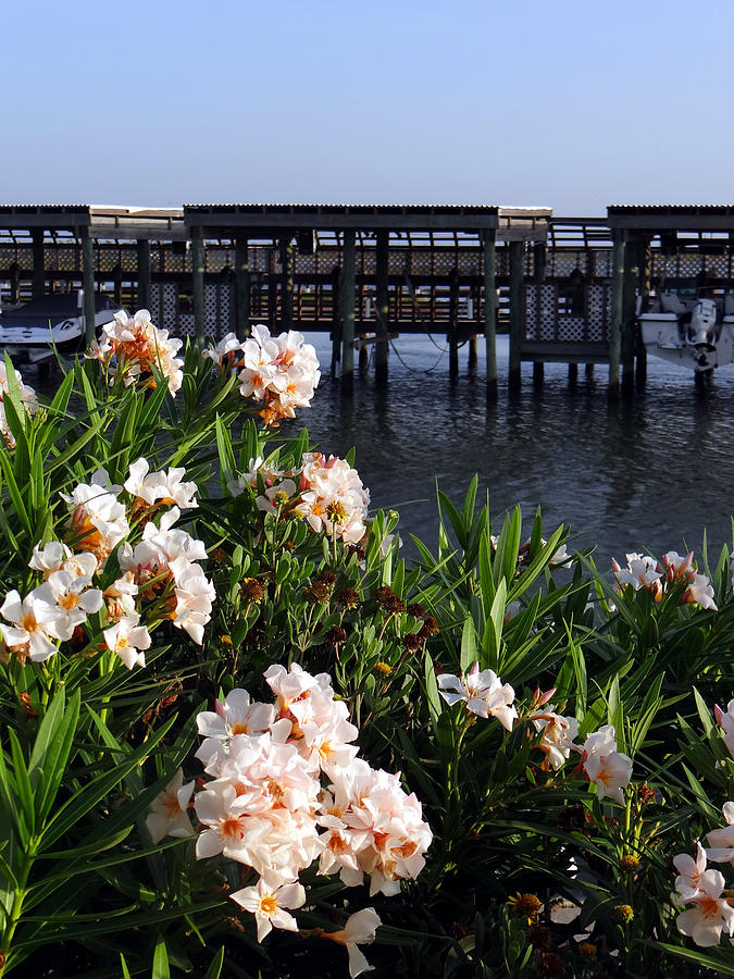 Flower Photograph - Coastal Bend Beauties #1 by Tom DiFrancesca