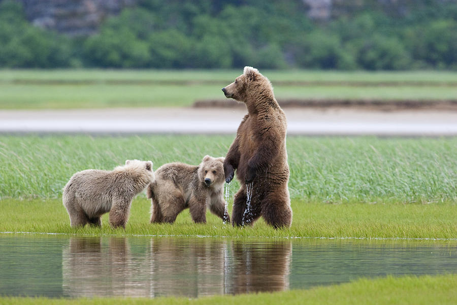 Katmai National Park Photograph - Coastal Brown Bear Sow With Her Two #1 by Kent Fredriksson