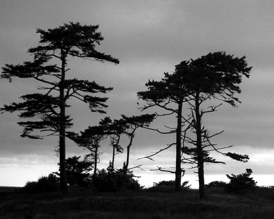 Coastal Pines #1 Photograph by Timothy Bulone