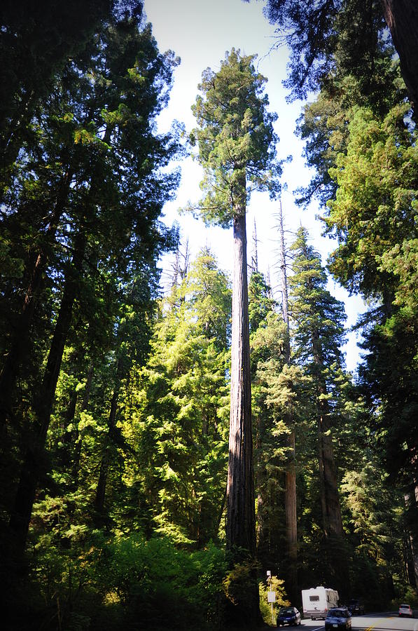 Coastal Redwoods #1 Photograph by Jean Hutchison