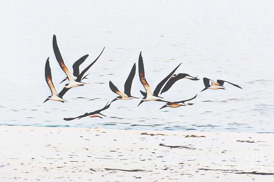 Coastal Skimmers #2 Photograph by Scott Cameron
