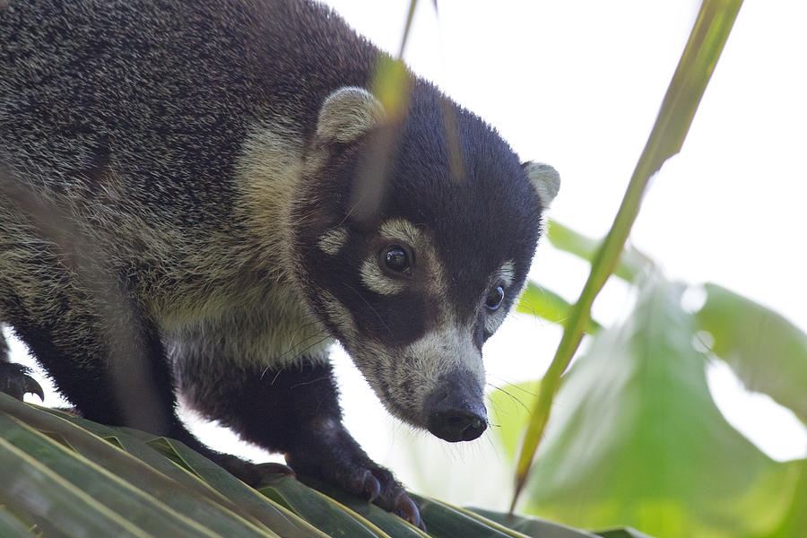 Coati in Costa Rica #1 Photograph by Natural Focal Point Photography