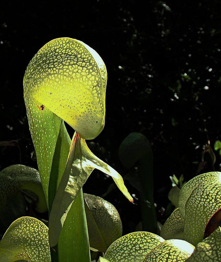 Darlingtonia Californica Photograph - Cobra Lily #1 by Nick Kloepping
