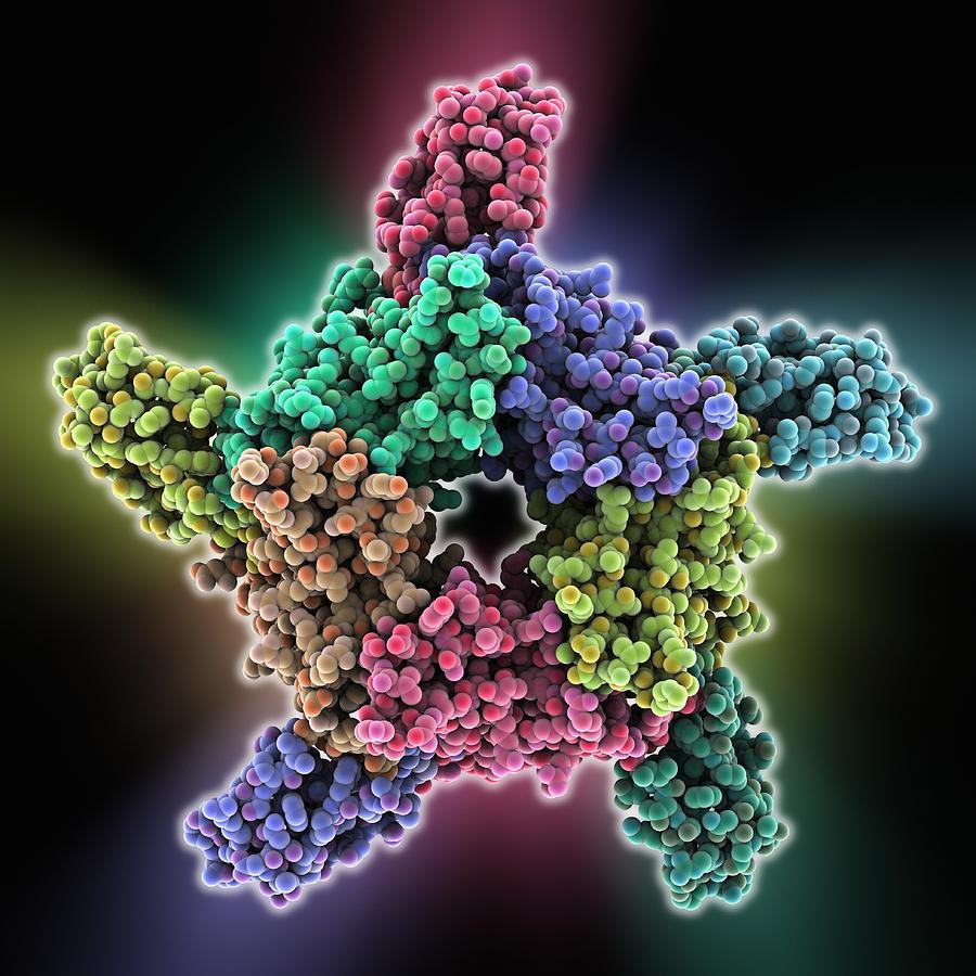 Cobra venom action, molecular model #1 by Science Photo Library