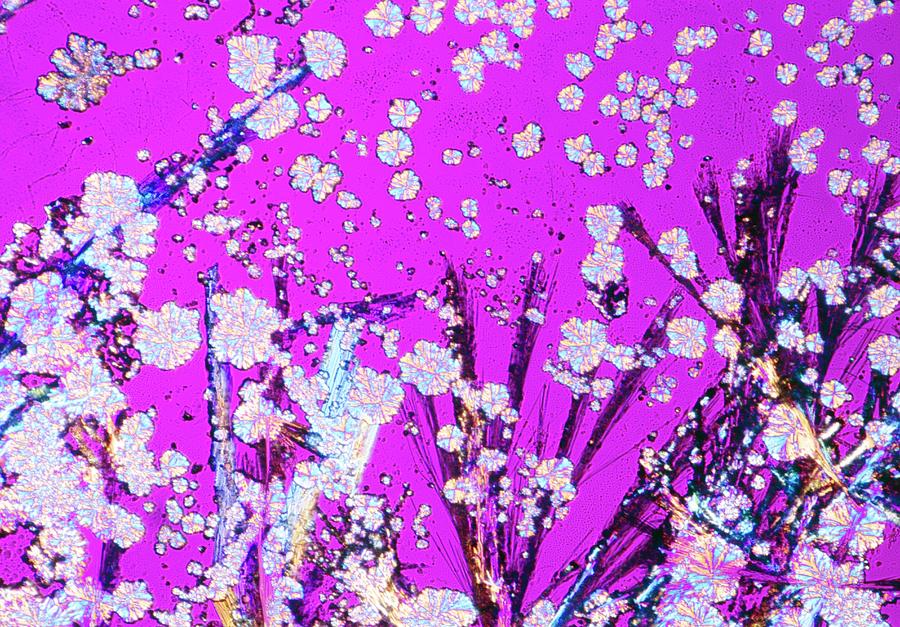 Cocaine Drug Crystals #1 Photograph by Astrid & Hanns-frieder Michler/science Photo Library