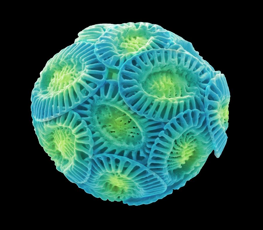 Coccolithophore #1 by Steve Gschmeissner/science Photo Library