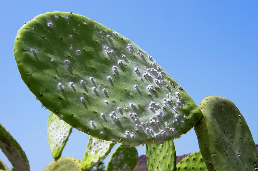 Cochineal Beetles On Prickly Pear Cactus Photograph by Mark Williamson