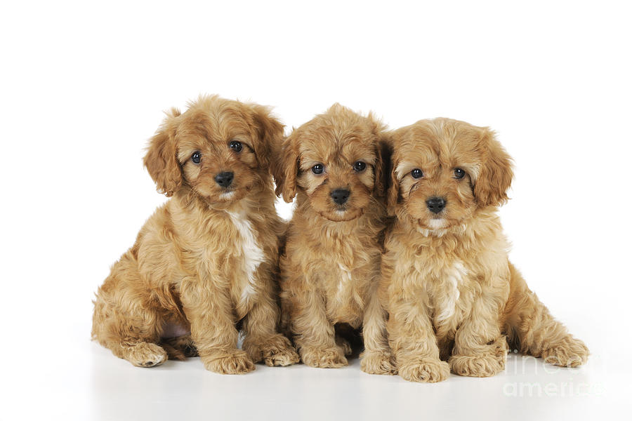 Cockapoo Puppy Dogs Photograph by John Daniels