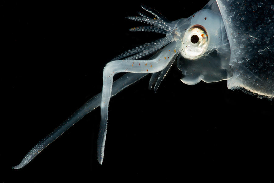 cockatoo squid cockatoo squid