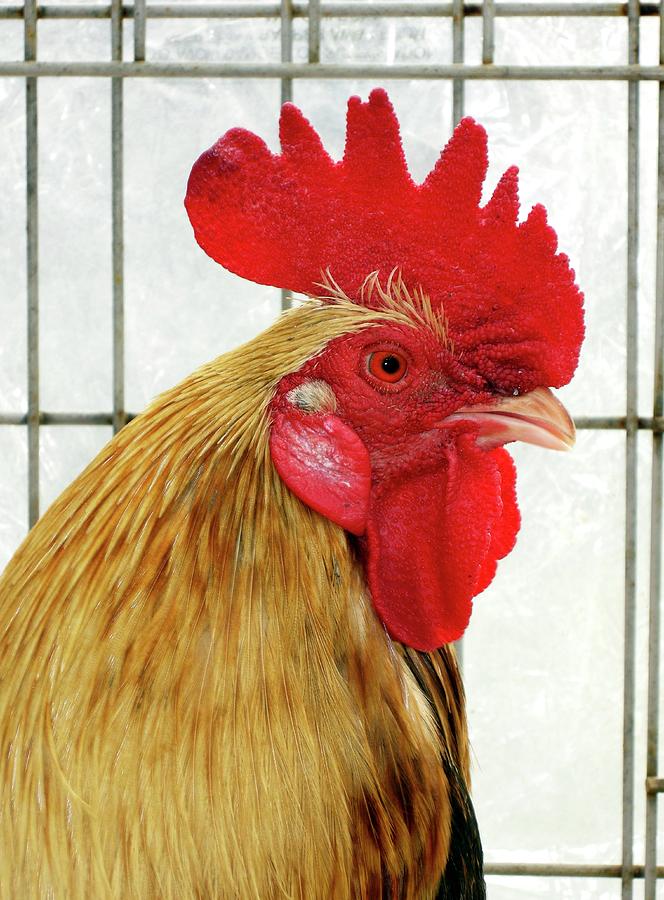 Cockerel Photograph by Cordelia Molloy/science Photo Library - Pixels