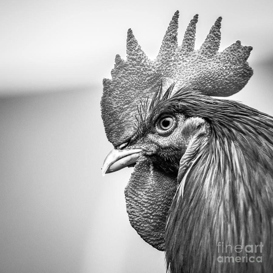 Rooster Photograph - Cockerel by Jonathan Hughes