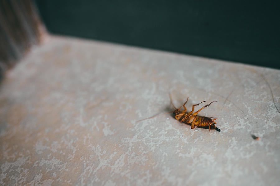 Cockroach Bug In House #1 Photograph by Pan Xunbin