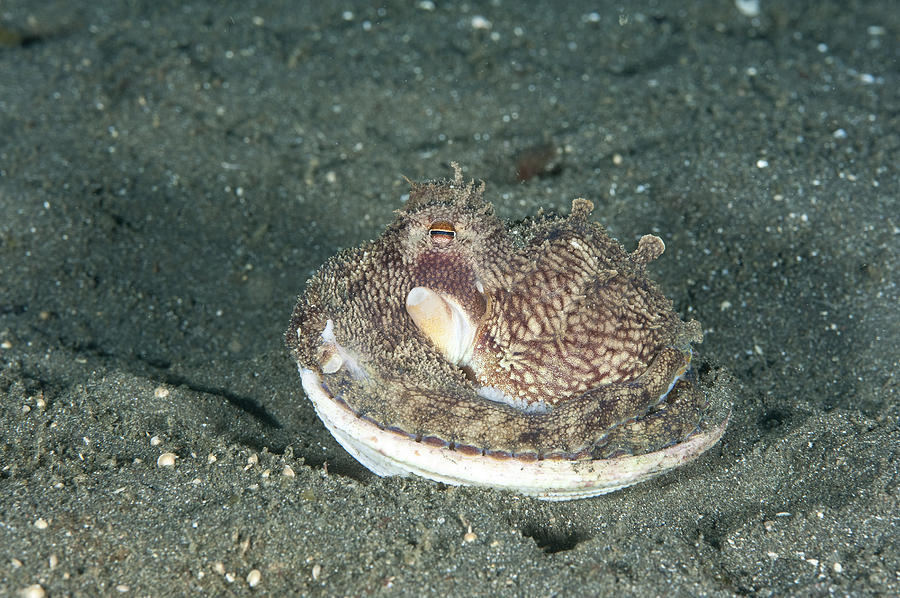 Coconut Octopus #1 Photograph by Andrew J. Martinez