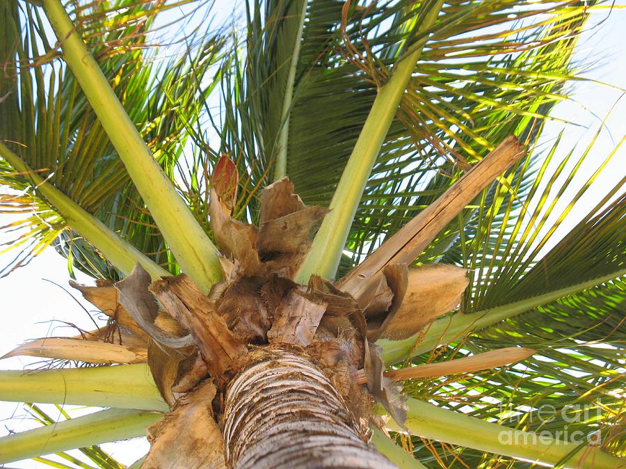 Coconut Palm - Cocotier - Ile De La Reunion - Reunion Island #2 Photograph by Francoise Leandre