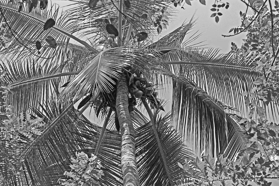Coconut Palm #1 Photograph by Tony Murtagh