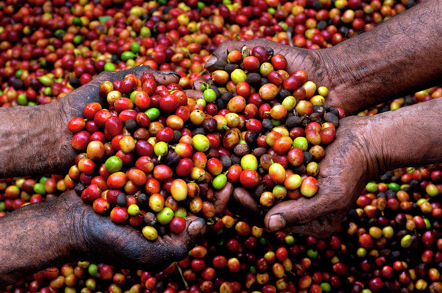 Coffee Berries, El Salvador #1 Photograph by John Coletti