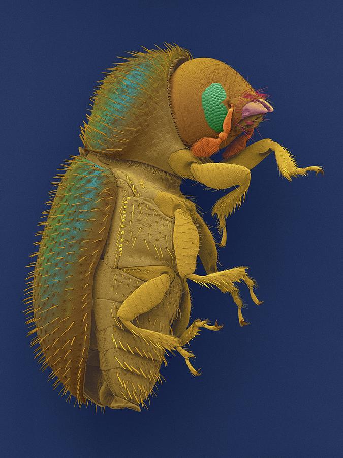 Coffee Berry Borer #1 Photograph by Dennis Kunkel Microscopy/science Photo Library
