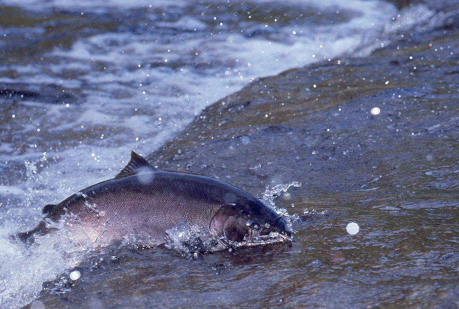 Coho Salmon #1 Photograph by Thomas And Pat Leeson