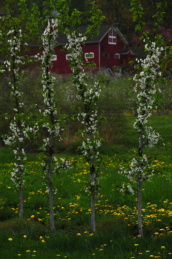 Blossoms at Cold Spring Orchard Photograph by Mike Martin