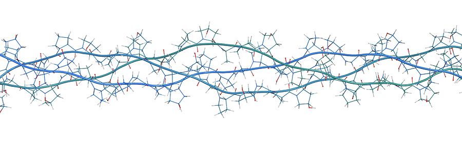 Collagen Protein Molecule Photograph By Molekuul Science Photo Library