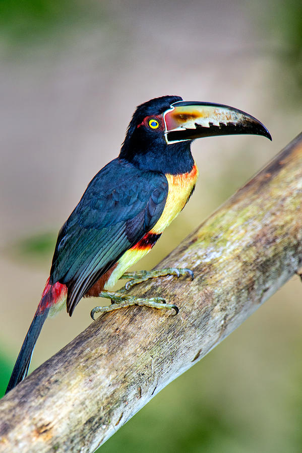 Collared Aracari Pteroglossus Torquatus Photograph By Panoramic Images