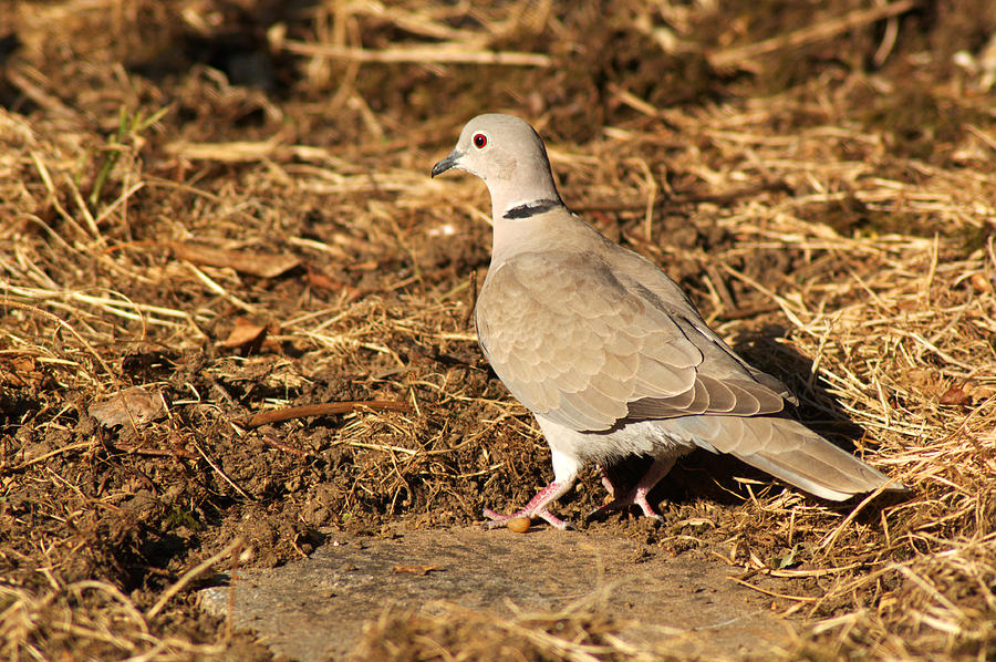 Christmas Photograph - Collared Dove #1 by Chris Day