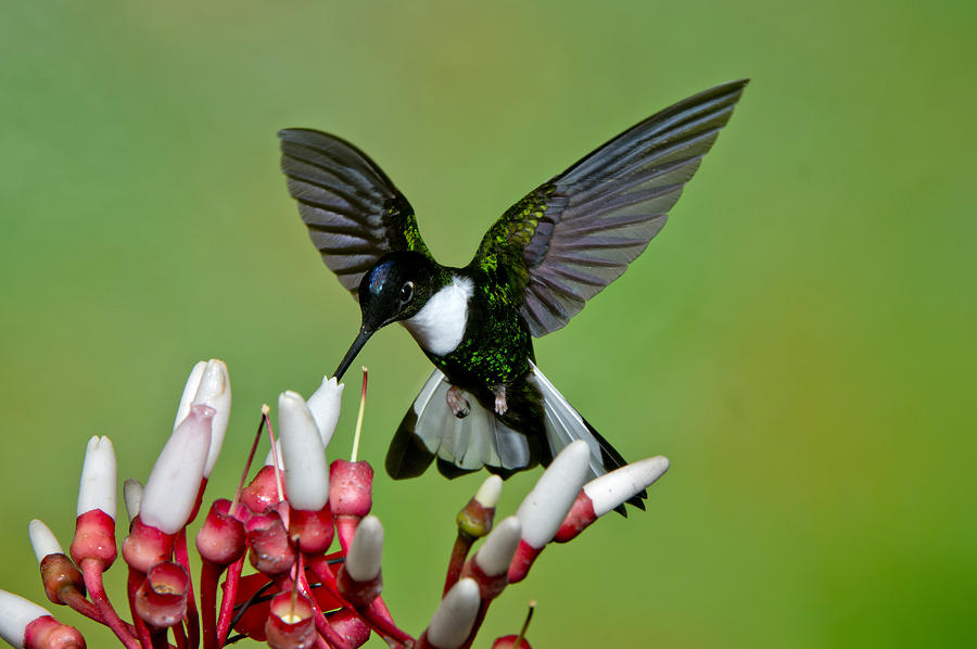 Collared Inca Hummingbird #1 Photograph by Anthony Mercieca