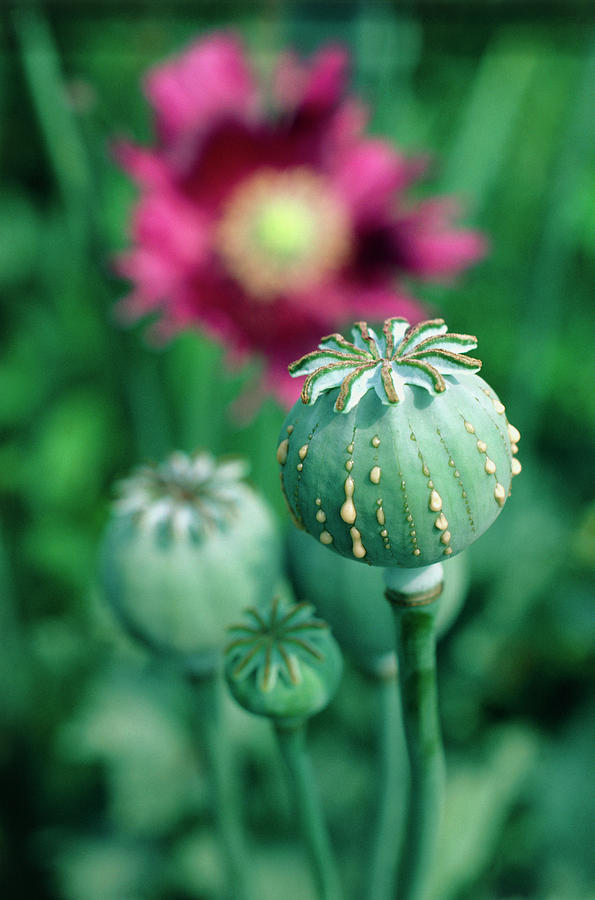 Poppy Photograph - Collecting Opium From Poppy Seed Capsule #1 by Dr Jeremy Burgess/science Photo Library.