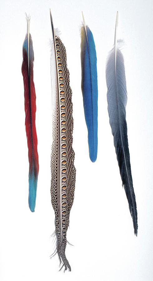 Collection Of Bird Feathers Photograph by Natural History Museum, London/science Photo Library