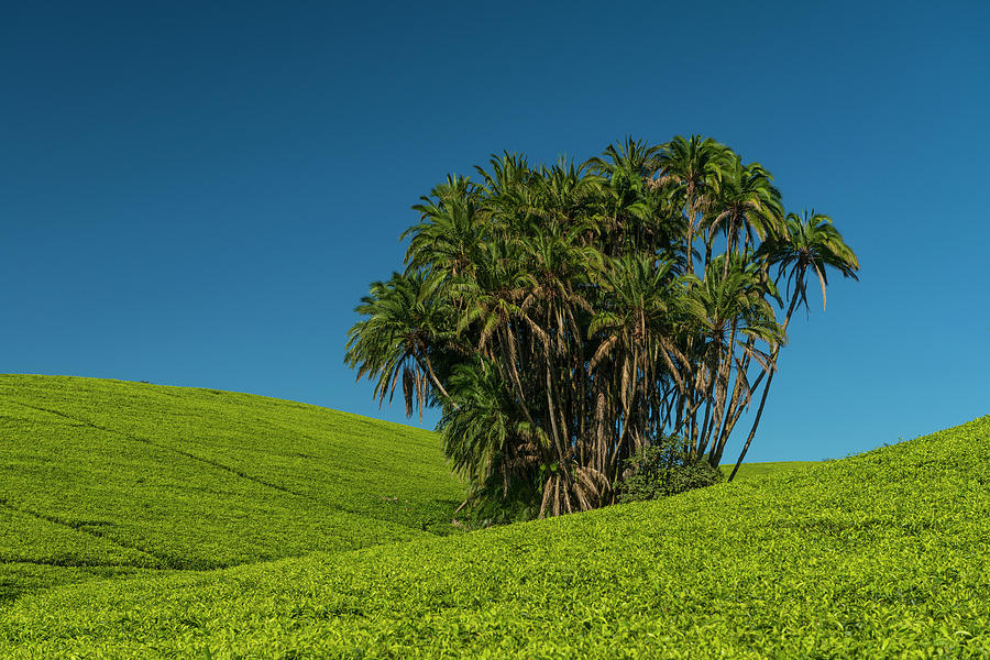 Collection Of Palm Trees Amongst Hills Photograph