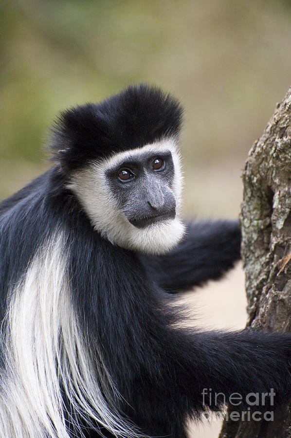 Colobus Monkey #1 Photograph by John Shaw
