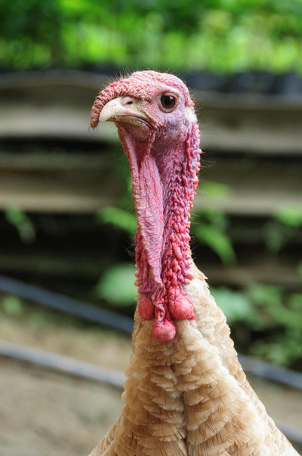 Turkey Photograph - Colombia, Minca Domestic Turkey #1 by Matt Freedman