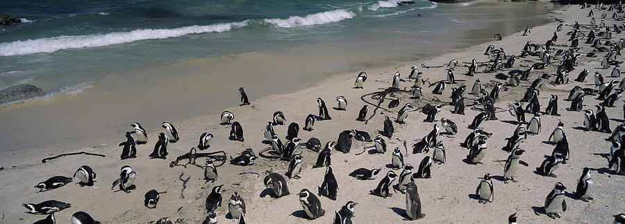 Penguin Photograph - Colony Of Jackass Penguins Spheniscus #1 by Panoramic Images