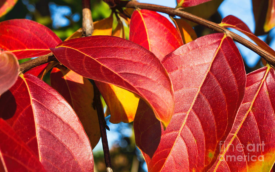 Color Me Autumn #1 Photograph by Arlene Carmel