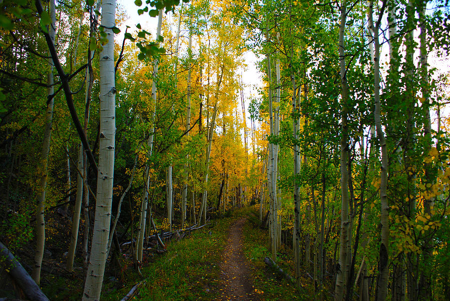 Colorado Fall Hike Photograph