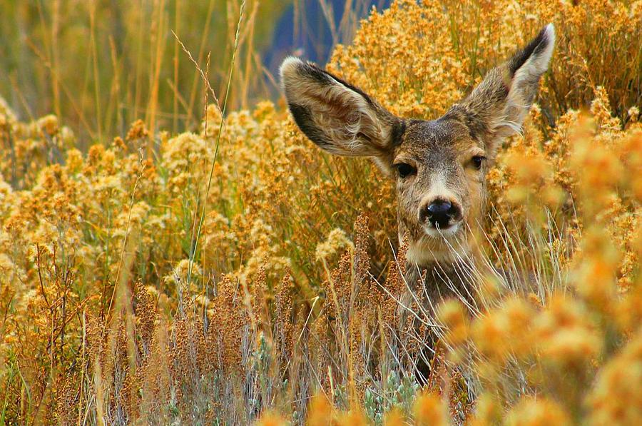 Colorado Mule Deer Photograph by Danielle Marie - Fine Art America