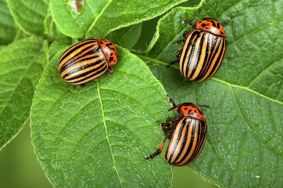 Colorado Potato Beetles #1 by Science Photo Library