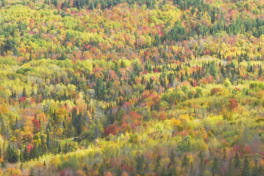 Colorful Autumn Forest In Mount Blue State Park Weld Maine #1 Photograph by Keith Webber Jr