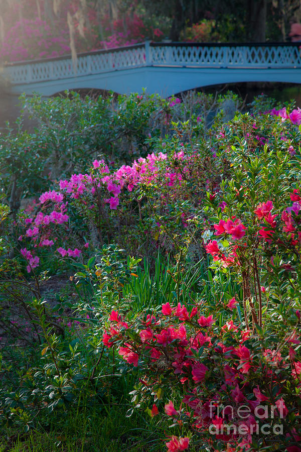 Colorful Azaleas #1 Photograph by Iris Greenwell
