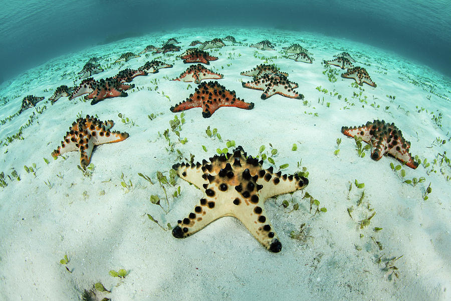 Colorful Chocolate Chip Sea Stars Lay #1 Photograph by Ethan Daniels