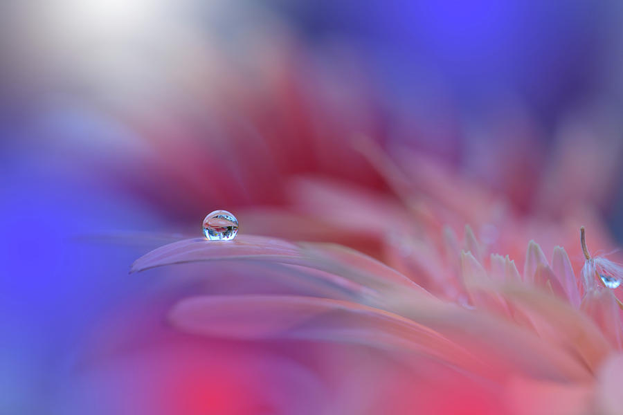Flower Photograph - Colorful Explosion... #1 by Juliana Nan