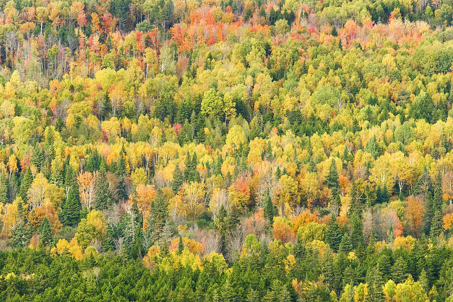 Fall Photograph - Colorful Fall Forest Near Rangeley Maine #1 by Keith Webber Jr