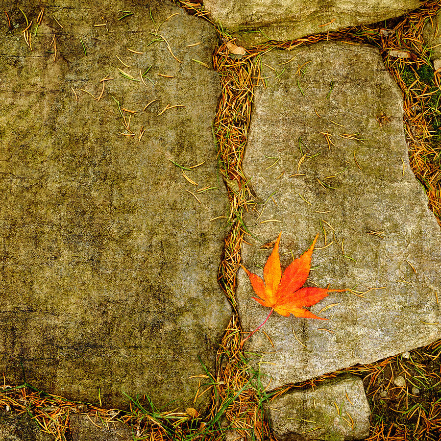 Leaf on Stones Squared Photograph by Marianne Campolongo